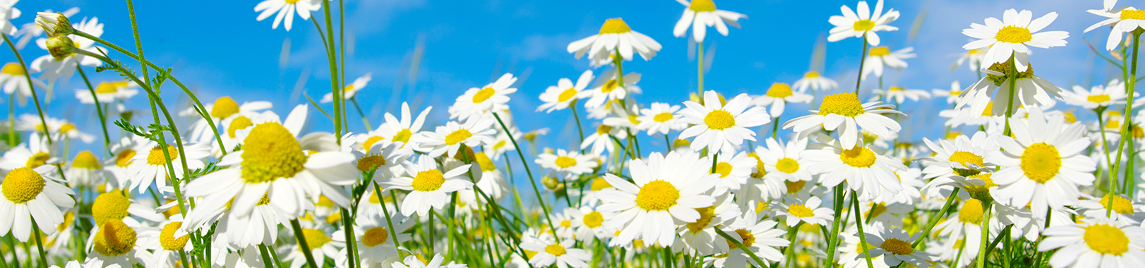 Nominate a nurse for the DAISY award